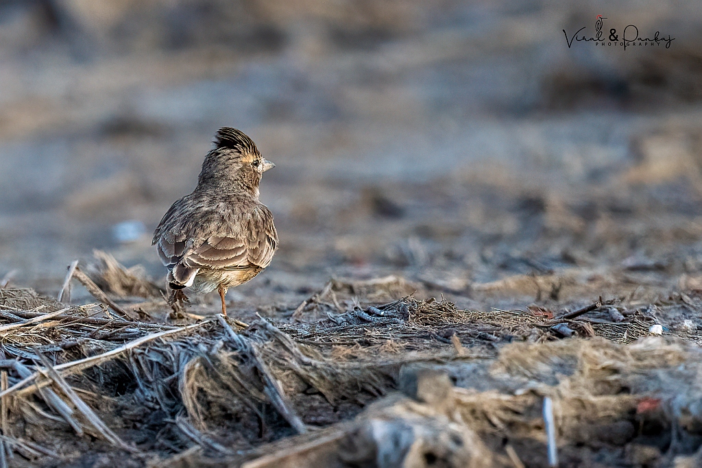 Sand Lark